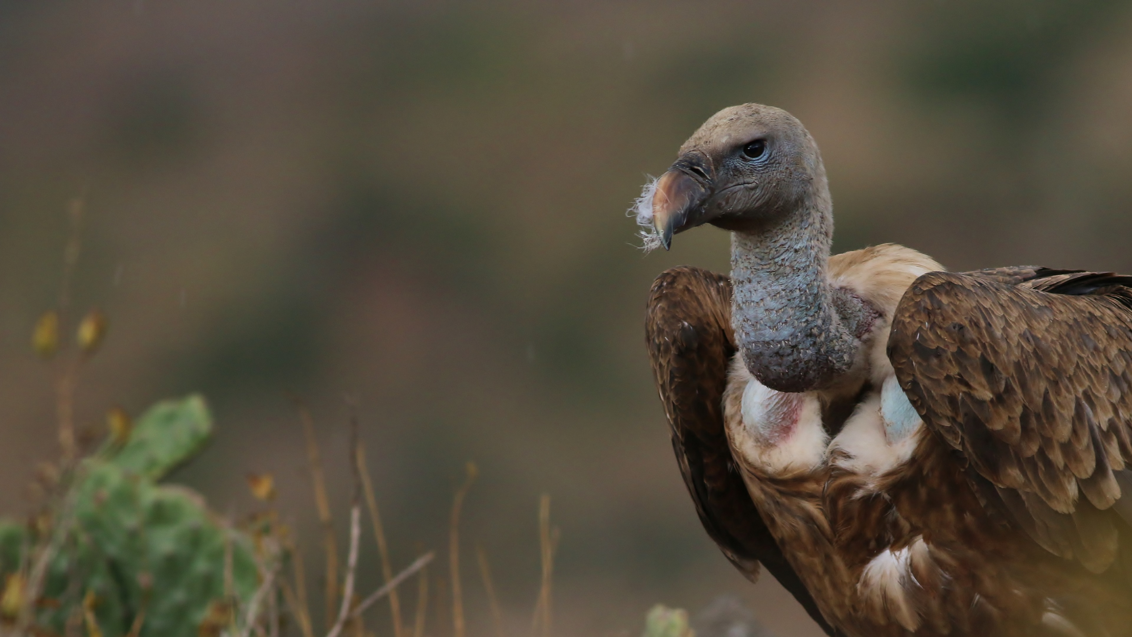 Rüppell's Griffon